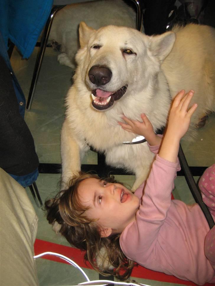 Hvid schæfer Mechlenborgs Aslan - Ha ha Julie den vittighed var virkelig god billede 18