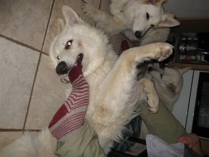 Hvid schæfer Mechlenborgs Aslan - Hej mor den sok er min.... Bare pas på tæerne... billede 19