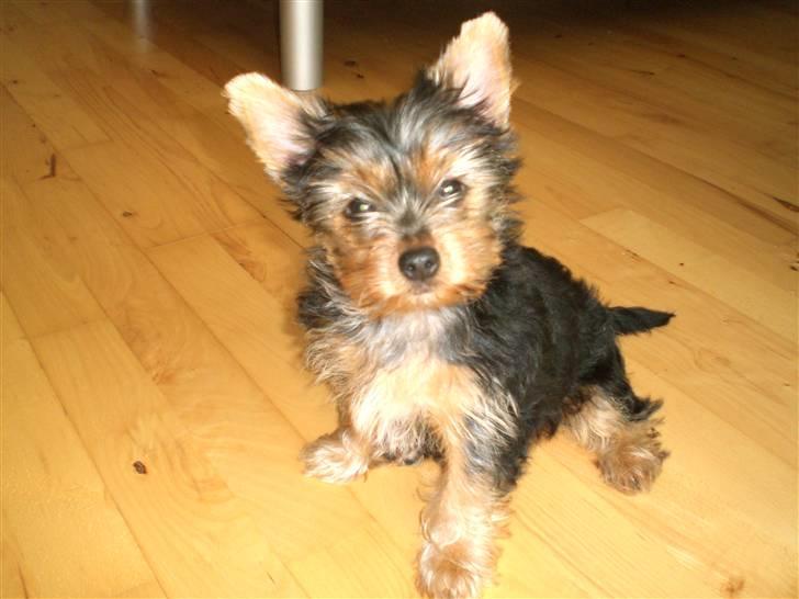 Yorkshire terrier Daisy billede 12