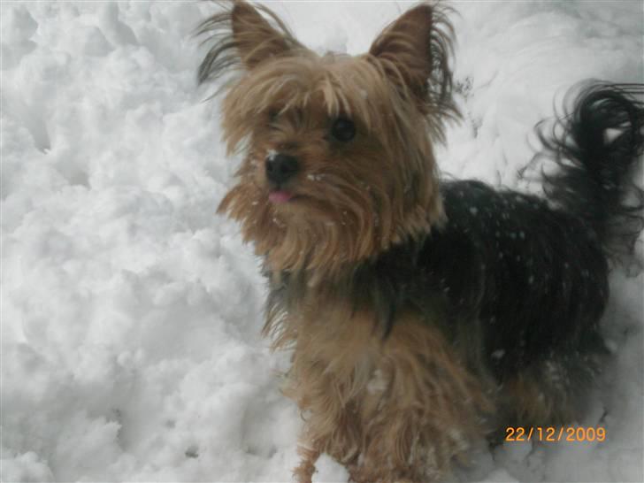 Yorkshire terrier Daisy billede 13