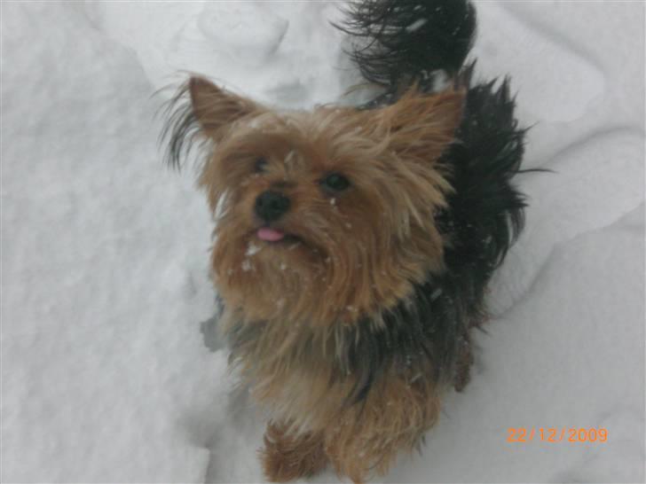 Yorkshire terrier Daisy billede 14