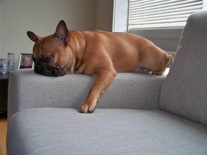 Fransk bulldog Oscar  - Ynglings ligge plads billede 17