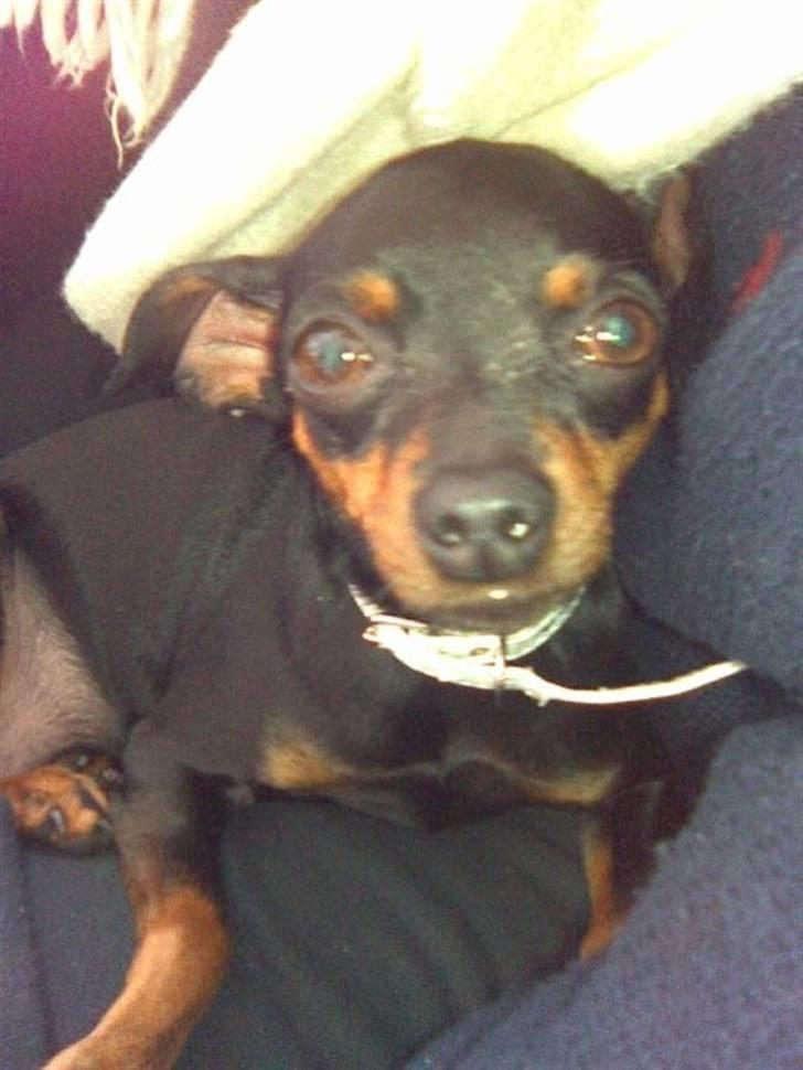 Dvaergpinscher ..R.I.P..  Gucci  <3 - Gucci1 billede 1