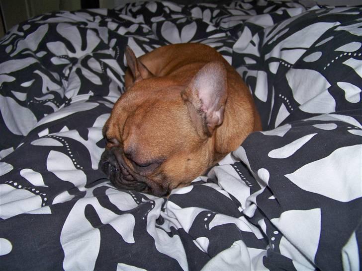 Fransk bulldog Oscar  - Putter i sengen billede 18