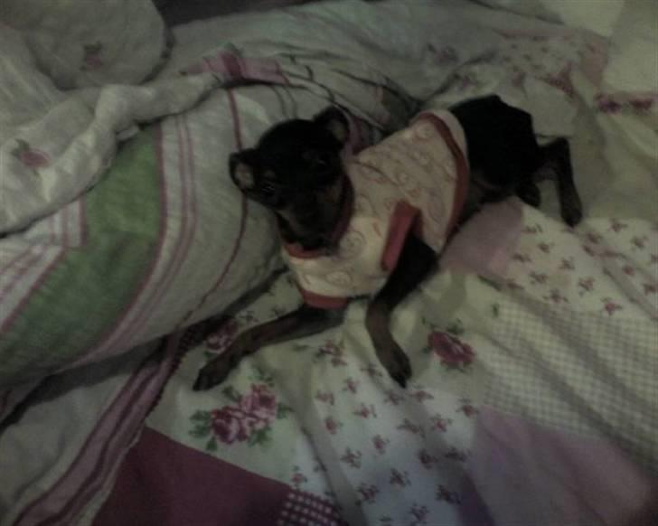 Dvaergpinscher ..R.I.P..  Gucci  <3 - Gucci2 billede 2