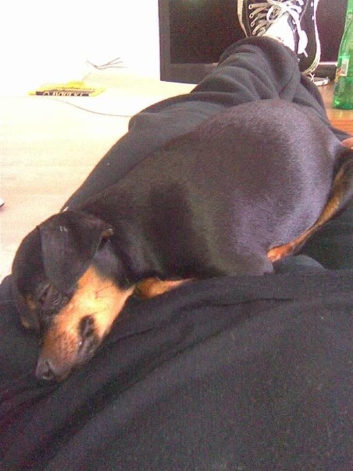 Dvaergpinscher ..R.I.P..  Gucci  <3 - Gucci3 billede 3