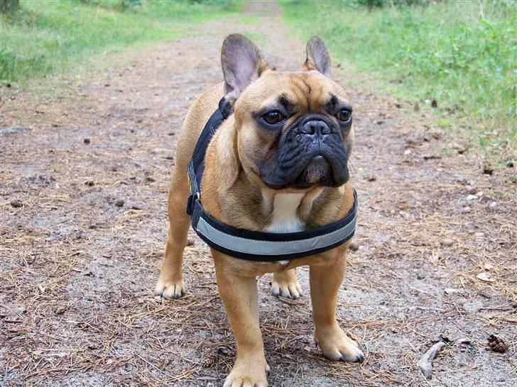Fransk bulldog Oscar  - I skoven ved Liseleje billede 19