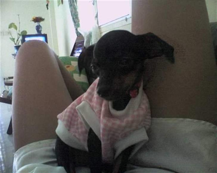Dvaergpinscher ..R.I.P..  Gucci  <3 - Gucci4 billede 4