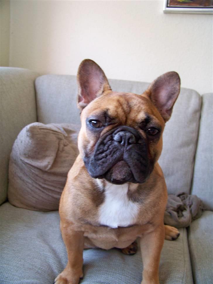 Fransk bulldog Oscar  billede 20