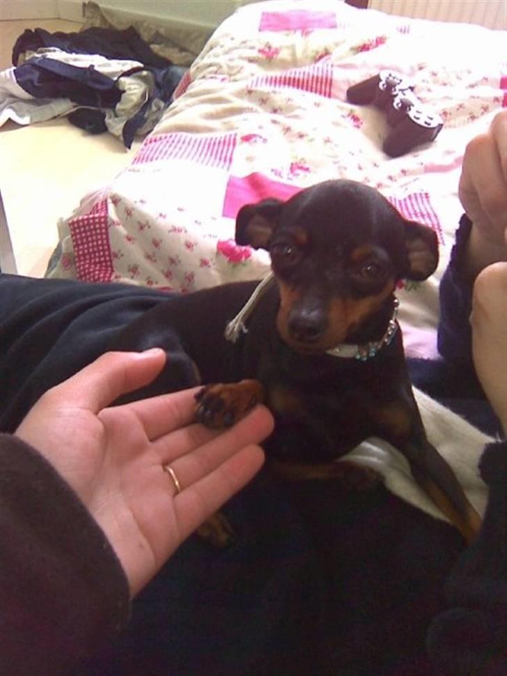 Dvaergpinscher ..R.I.P..  Gucci  <3 - Gucci5 billede 5
