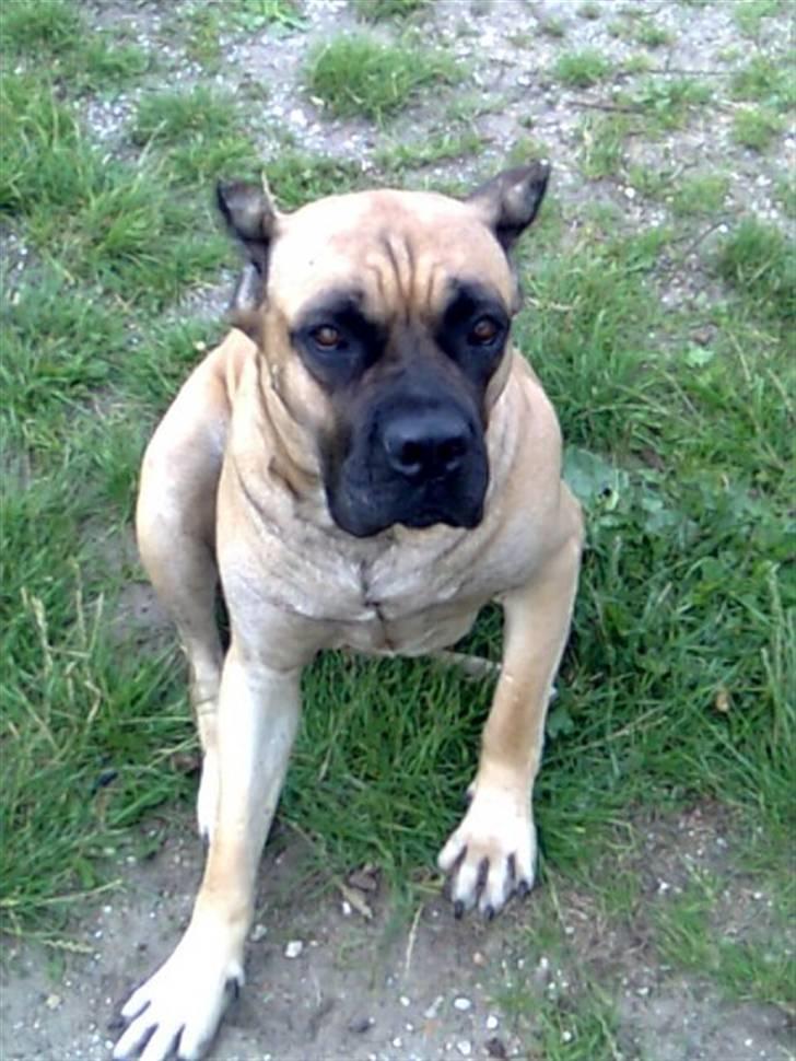 Cane corso Sira billede 1