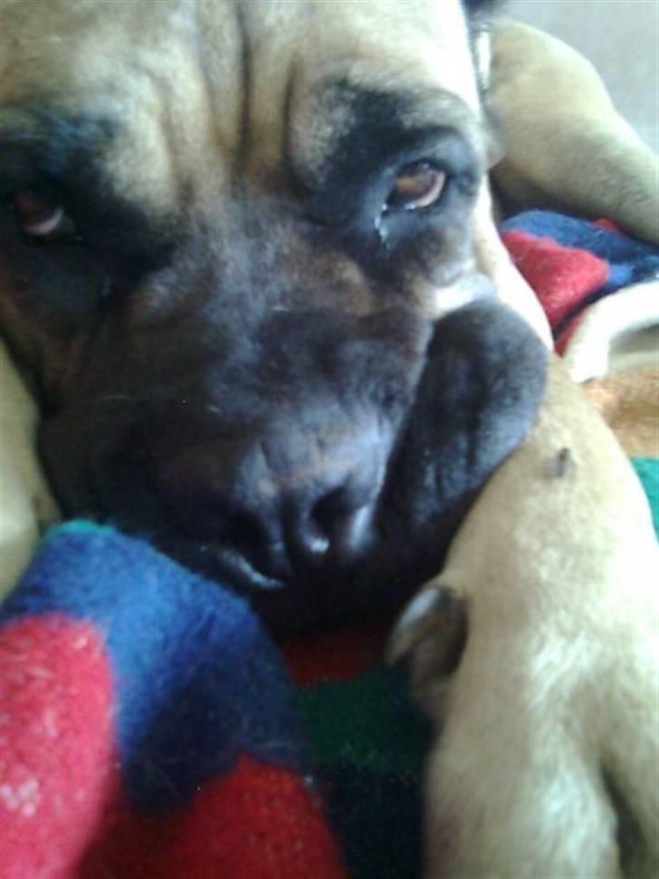 Cane corso Sira billede 2