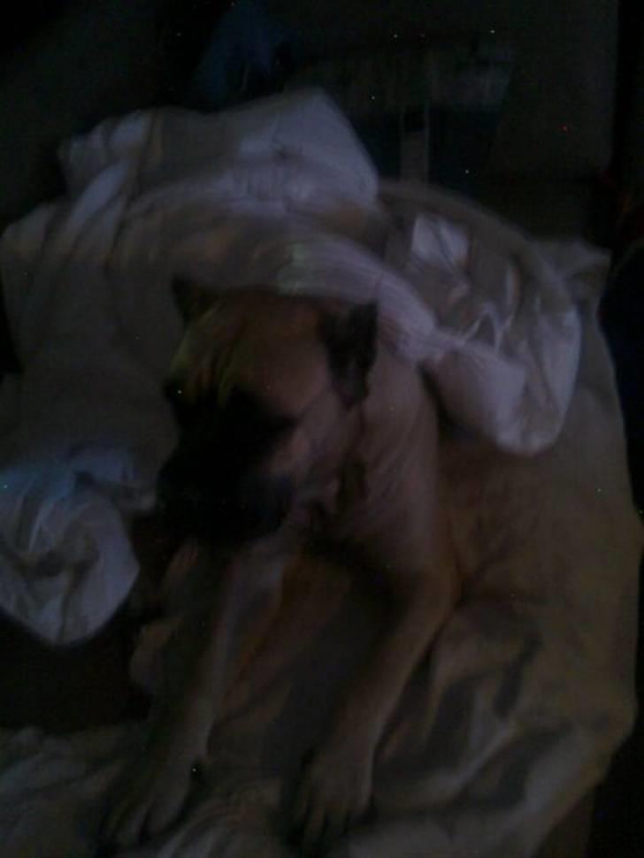 Cane corso Sira billede 3