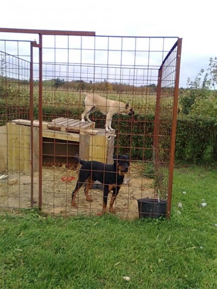 Cane corso Sira billede 4
