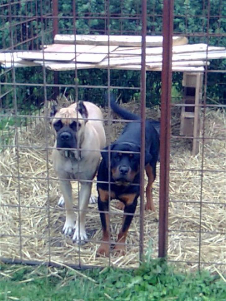 Cane corso Sira billede 5