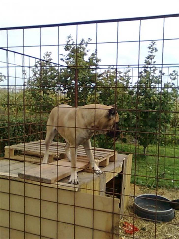 Cane corso Sira billede 6