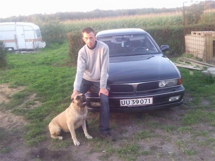 Cane corso Sira billede 7