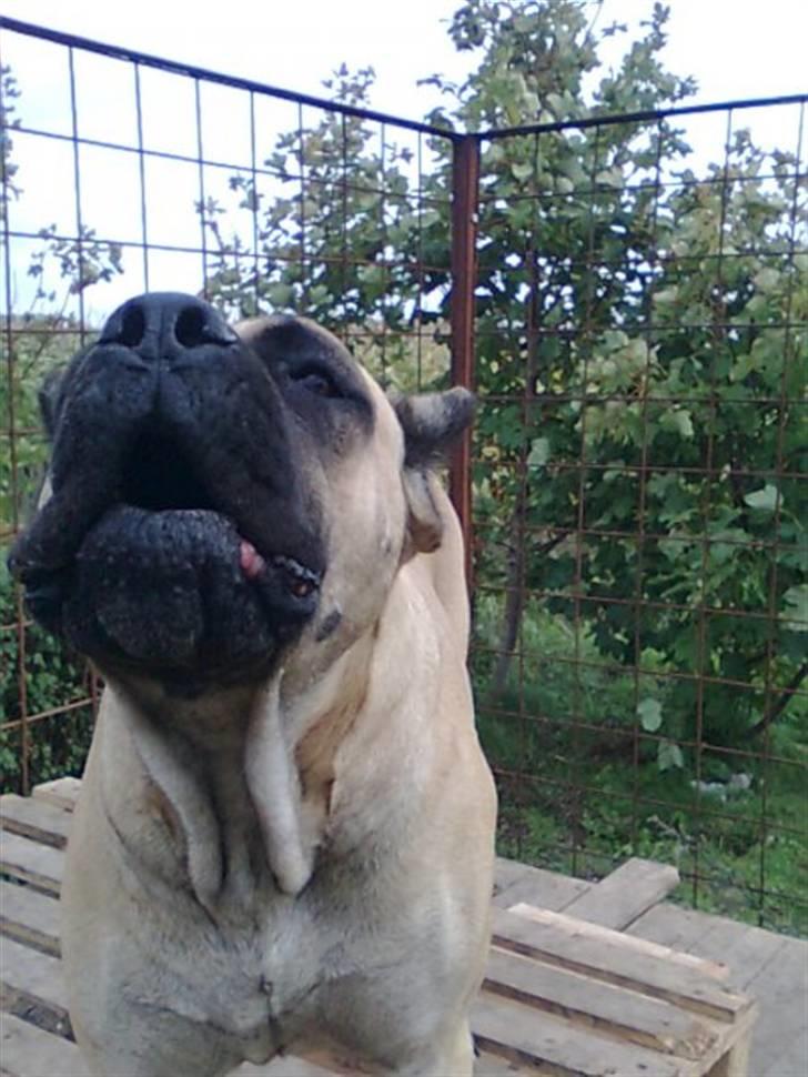 Cane corso Sira billede 8