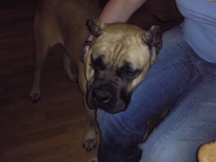 Cane corso Sira billede 9