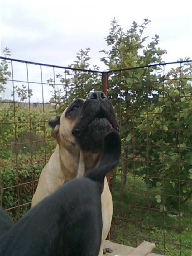 Cane corso Sira billede 10