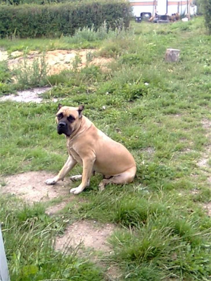 Cane corso Sira billede 11