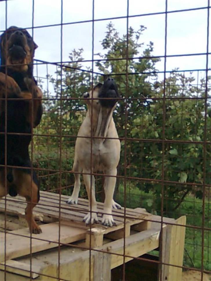 Cane corso Sira billede 12