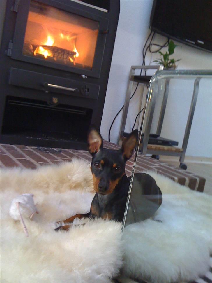 Dvaergpinscher Lilly billede 6