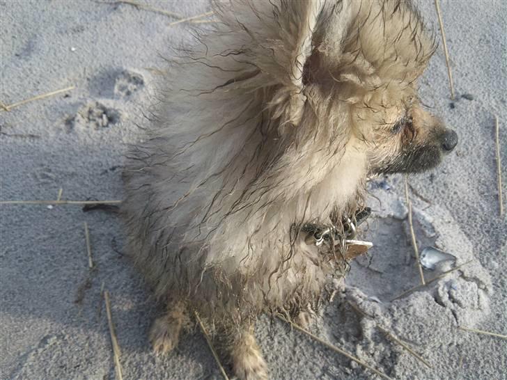 Pomeranian Fennie - Med Vaks på stranden :) Hun rendte ham lige i hælene indtil hun fandt ud af, at der ingen grænser var for, hvor langt ud han ville løbe :p Så det var et par mågede hunde vi havde med tilbage :p billede 10