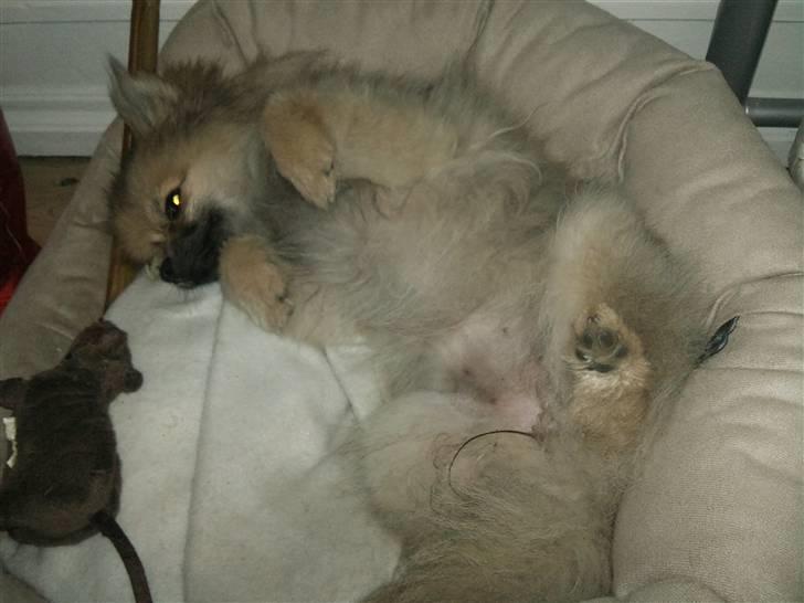 Pomeranian Fennie - "Bliv nu ved med at nus mig på maven for pokker!" :p billede 11