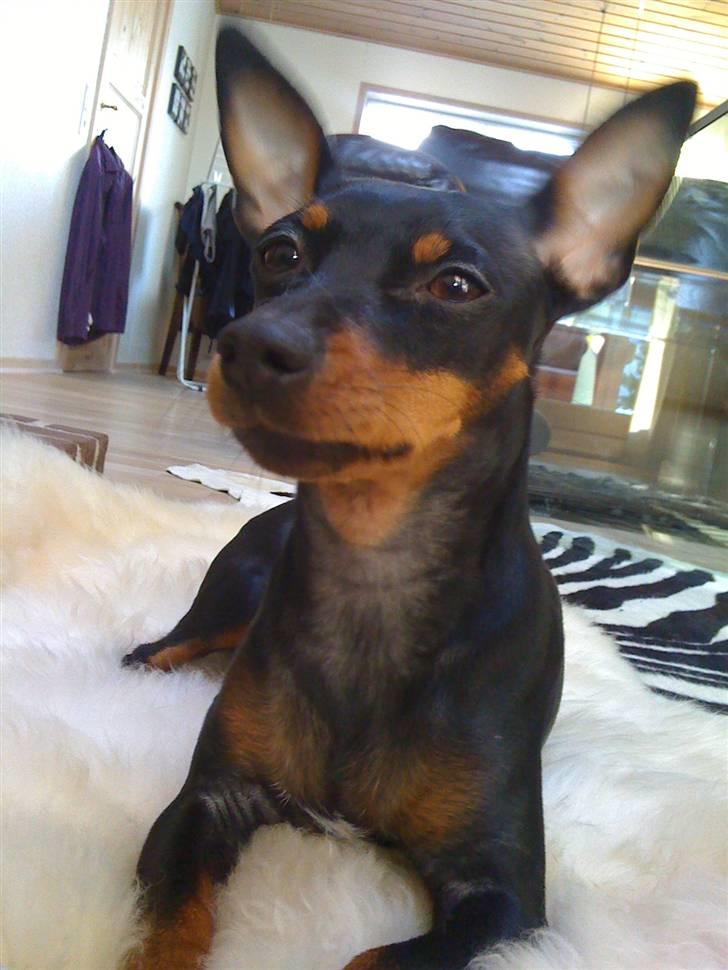 Dvaergpinscher Lilly - Lilly på lammeskin. billede 7