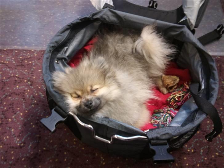 Pomeranian Fennie - Første gang med "mor" på arbejde - det var tiltrængt med en skraber i cykelkurven :) billede 12