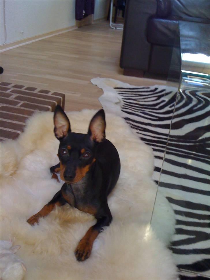Dvaergpinscher Lilly - Lilly på lammeskin. billede 8