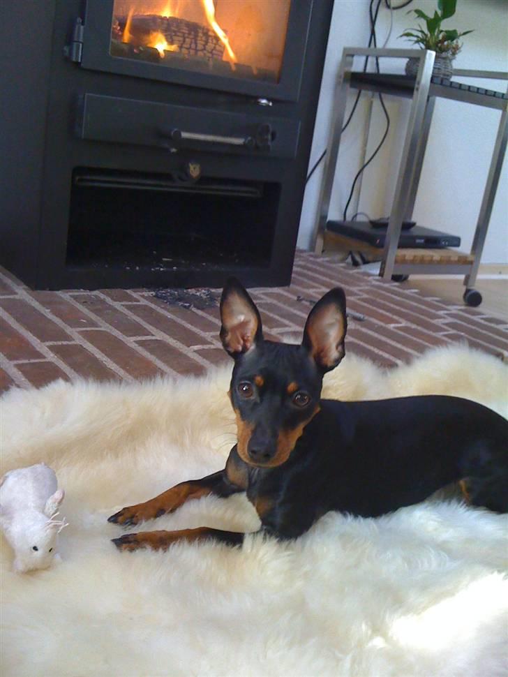 Dvaergpinscher Lilly - Lilly putter foran brændeovnen:) billede 9