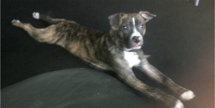 Amerikansk staffordshire terrier Ricki billede 2