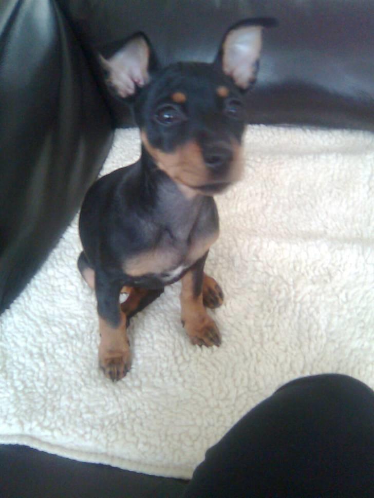 Dvaergpinscher Lilly - Lilly 8 uger gammel. billede 10
