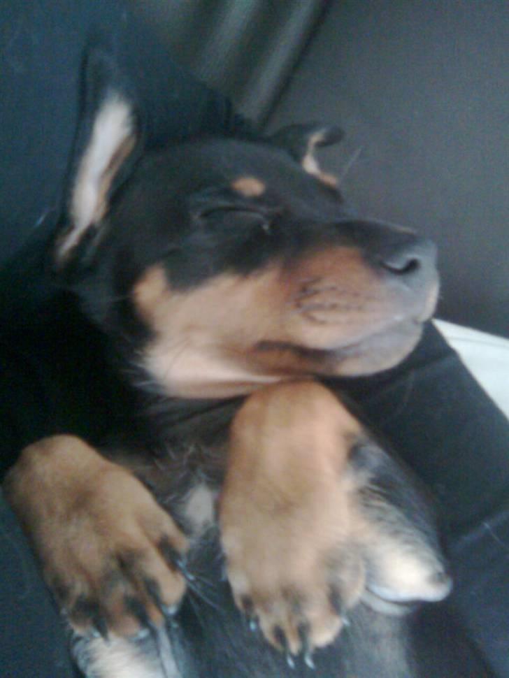 Dvaergpinscher Lilly - Baby Lilly tager en lille lur. billede 11