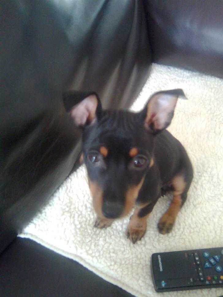 Dvaergpinscher Lilly - Hundeøjne:) billede 12