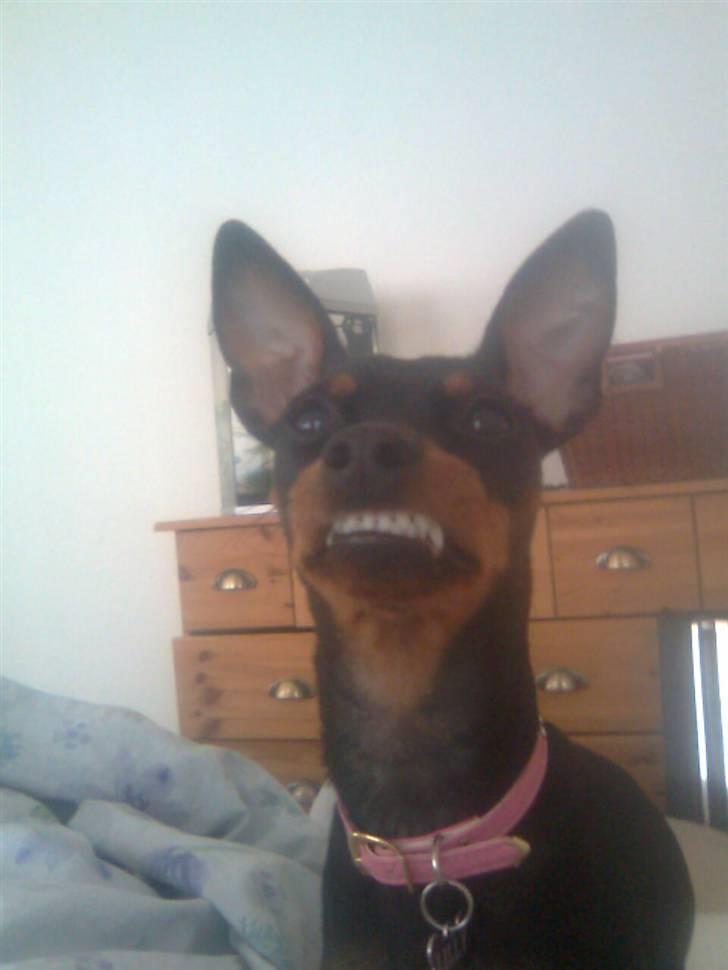 Dvaergpinscher Lilly - PAS PÅ. her vogter jeg ;) billede 13