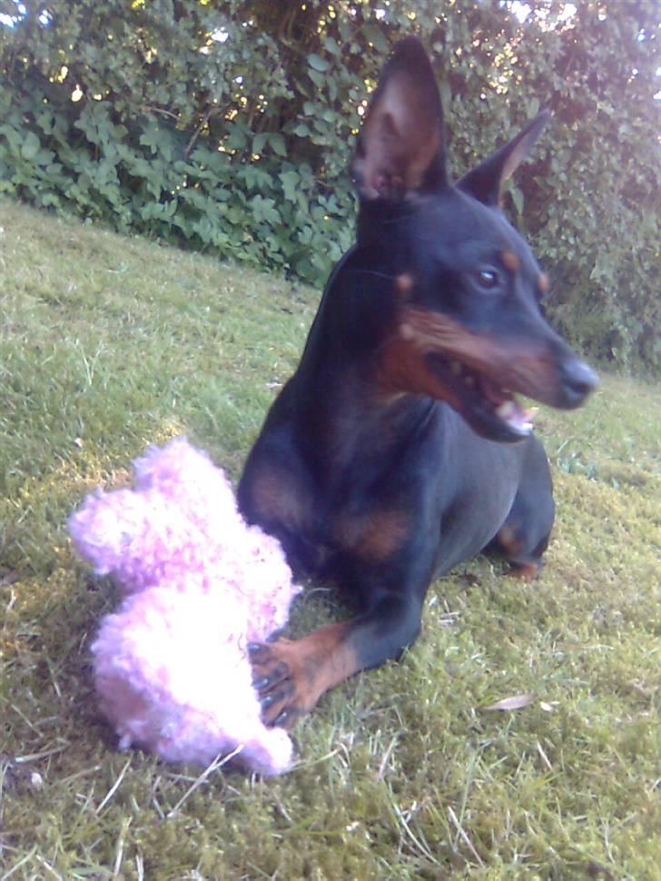 Dvaergpinscher Lilly - Lilly i haven med bamsen. billede 14