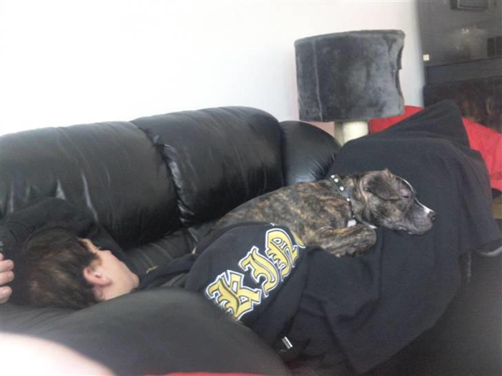 Amerikansk staffordshire terrier Ricki billede 3