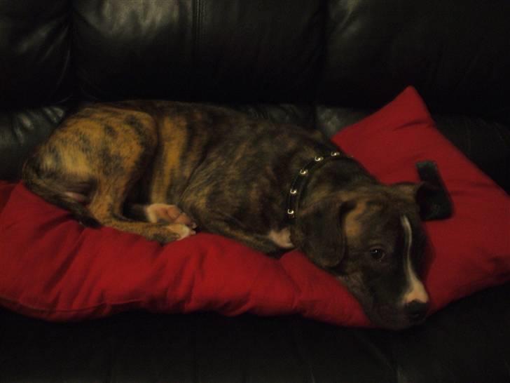 Amerikansk staffordshire terrier Ricki billede 4