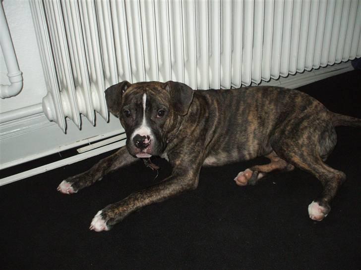 Amerikansk staffordshire terrier Ricki billede 5