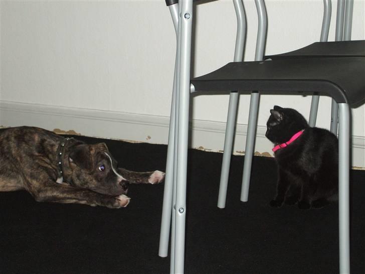 Amerikansk staffordshire terrier Ricki billede 6