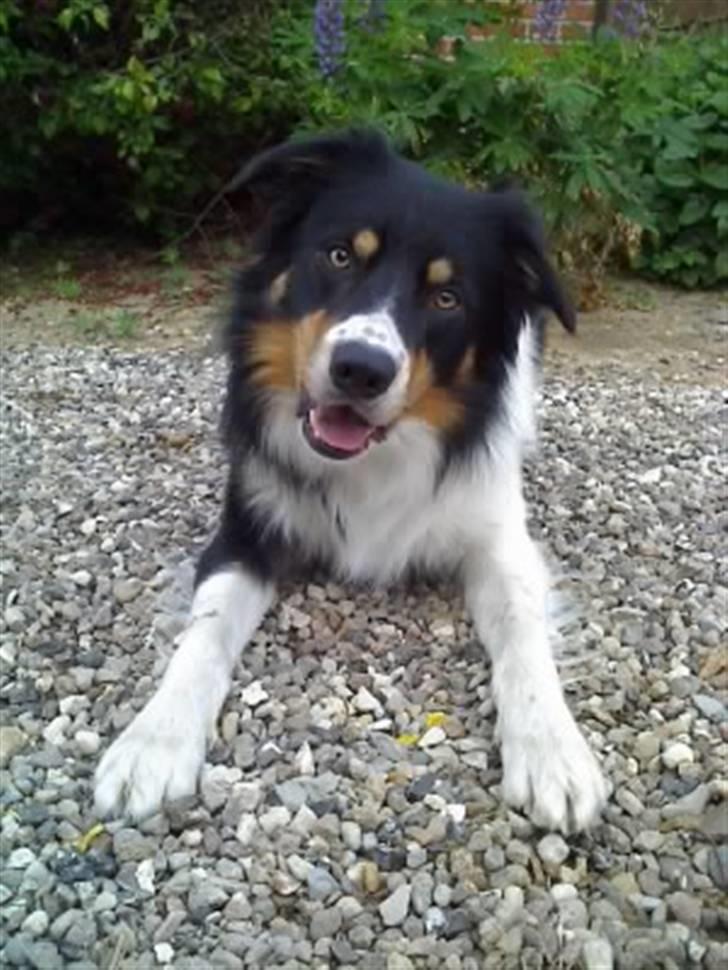 Border collie Speedy ( RIP desværre blevet aflivet i 2012 ) billede 6
