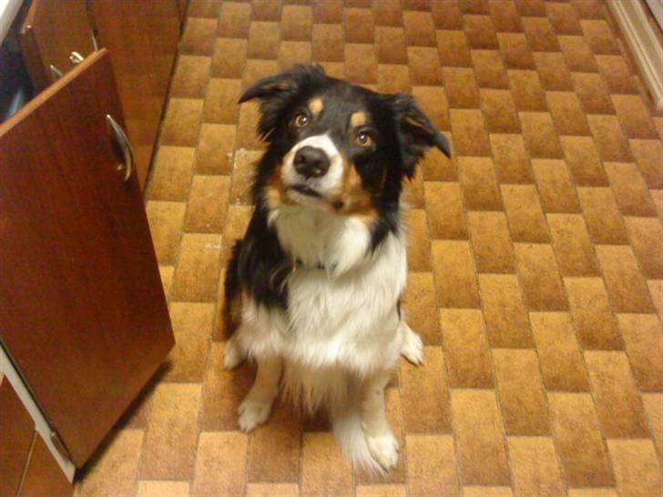 Border collie Speedy ( RIP desværre blevet aflivet i 2012 ) billede 8