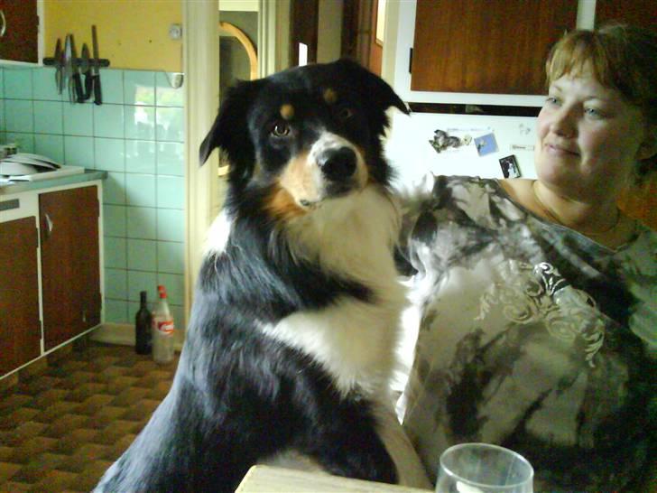 Border collie Speedy ( RIP desværre blevet aflivet i 2012 ) billede 5