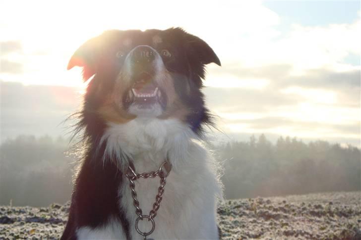 Border collie Speedy ( RIP desværre blevet aflivet i 2012 ) billede 1