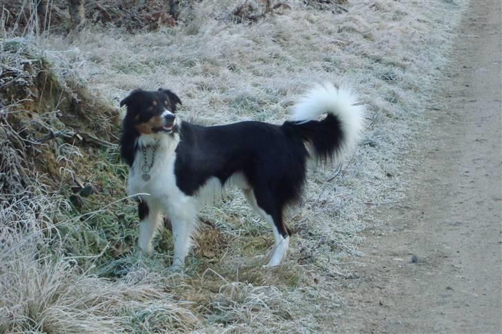 Border collie Speedy ( RIP desværre blevet aflivet i 2012 ) billede 2