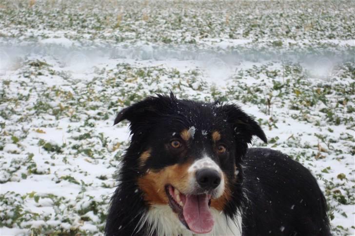Border collie Speedy ( RIP desværre blevet aflivet i 2012 ) billede 4