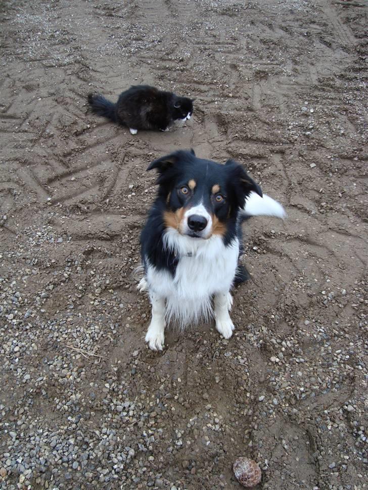 Border collie Speedy ( RIP desværre blevet aflivet i 2012 ) billede 3